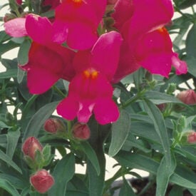 Lilac Floral Showers, (F1) Snapdragon Seeds